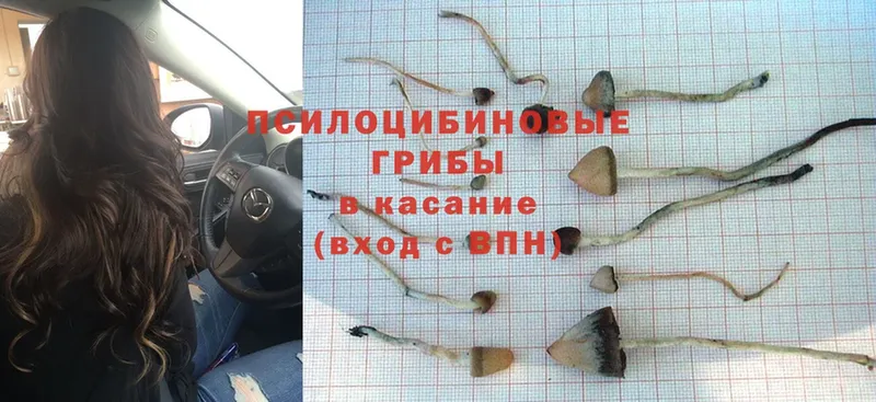 Галлюциногенные грибы Psilocybe  KRAKEN зеркало  Дзержинский 